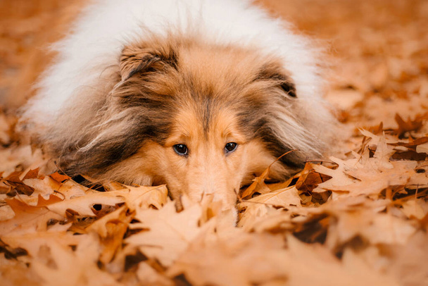 Herfst. De ruige Collie hond.. - Foto, afbeelding