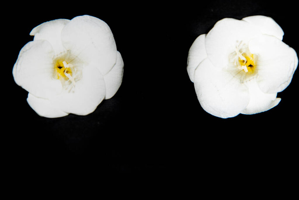 tiny white orchid flowers on black background - Foto, Imagen