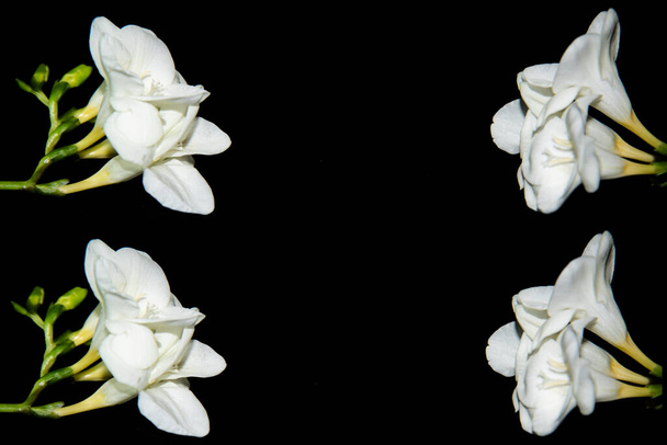minuscules fleurs d'orchidée blanche sur fond noir - Photo, image
