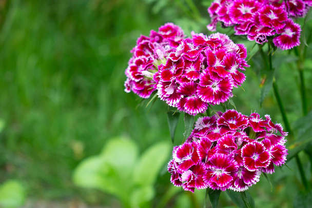 Bush of vibrant pink blooming carnation or clove pink flower with white outlines and centers in green garden - Photo, Image