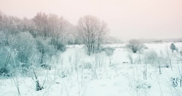 Sněhem pokrytý lesopark, zimní čas. Stromy jsou pokryty sněhem - Záběry, video