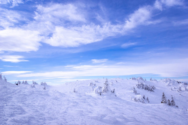 Ciucas bergen in de winter, Roemeense Karpaten. Veerbomen en jeneverbessen vol bevroren sneeuw. - Foto, afbeelding