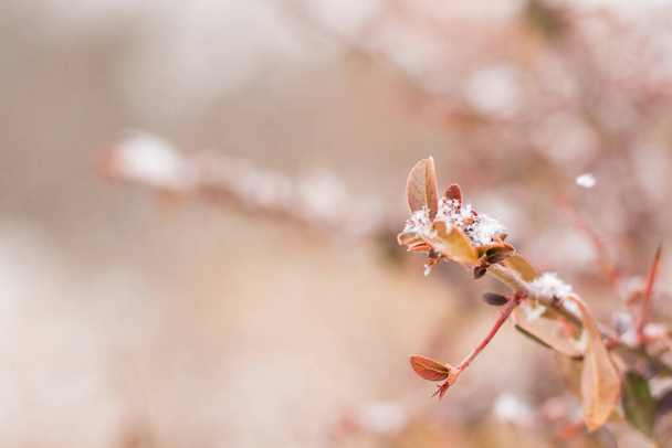 Snow on the plant, winter snow macro, brown and white colors - Foto, Imagem