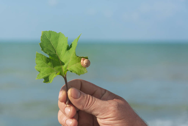 Snail on leaf of plant in a man's hand. Selective focus, blur. - Fotografie, Obrázek