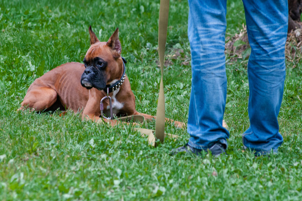 κατάρτιση σκυλιών μπόξερ - παραγγελία για τον - Φωτογραφία, εικόνα