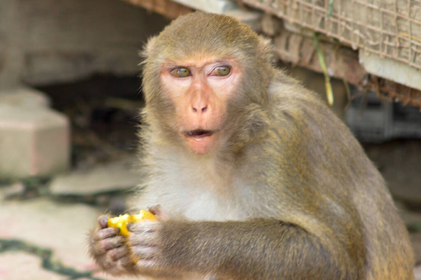 Netter Affe mit unterschiedlichen Gefühlen im Gesicht - Foto, Bild
