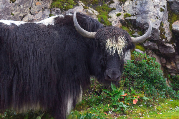 černý a bílý jaka s kudrnatými vlasy pojídající trávu na kopci. Arunachal Pradesh je region na severovýchodě Indie - Fotografie, Obrázek