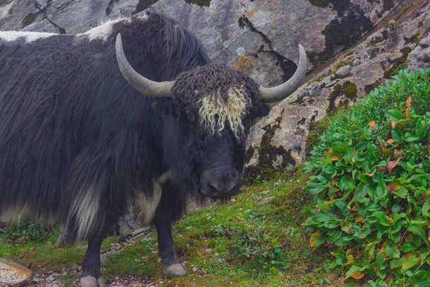 yak blanco y negro con pelo rizado comiendo hierba en la colina. Arunachal Pradesh es una región en el noreste de la India - Foto, imagen