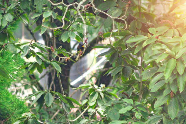 un pájaro exótico se sienta entre hojas verdes y come fruta - Foto, imagen