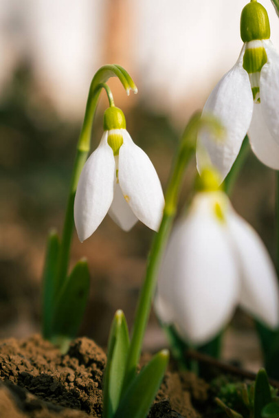 White snowdrop flowers blooming in February, flower background - Photo, Image