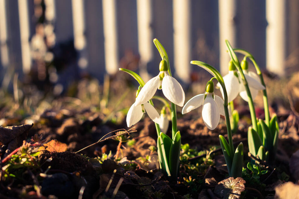 Białe kwiaty śniegu kwitnące w lutym, tło kwiat - Zdjęcie, obraz