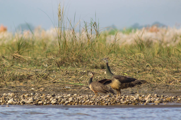 faisans se tiennent sur le bord de la rivière parmi l'herbe sèche - Photo, image