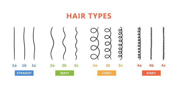 Clasificación de los tipos de cabello: liso, ondulado, rizado, rizado. Esquema de diferentes tipos de cabello. Método de chica rizada. Ilustración vectorial sobre fondo blanco - Vector, Imagen