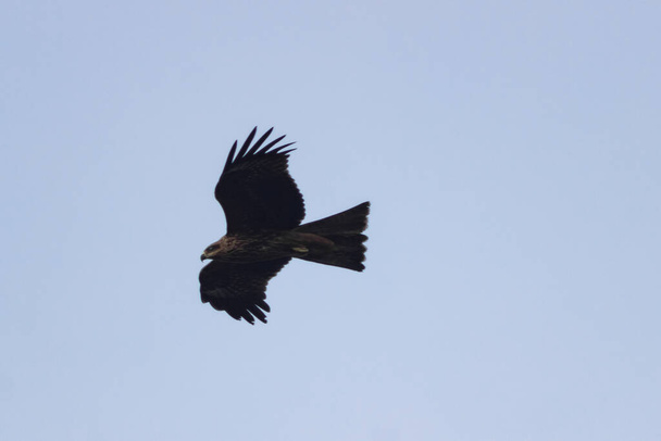 a big brown hawk flies against a blue sky - Photo, Image