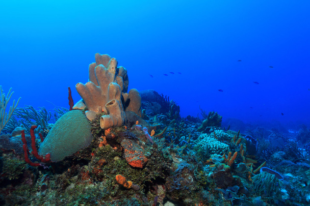 Tropisches Korallenriff - Foto, Bild