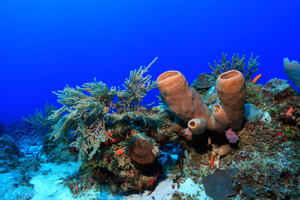 Barriera corallina tropicale - Foto, immagini