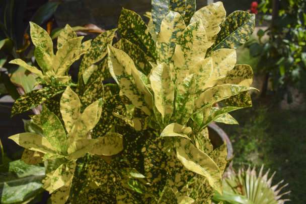 Pianta gialla di crotone in vaso nel giardino della casa. Crotone variegato fresco giallo verde pianta ornamentale. Arbusti decorativi indiani e pakistani - Foto, immagini