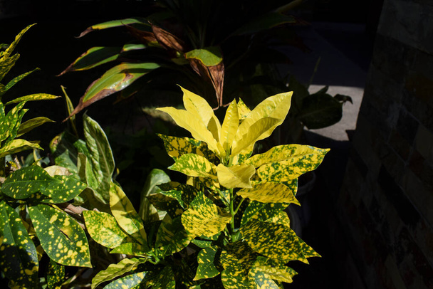 ハウスガーデンのポットに鉢植えの黄色のクロトン植物。斑入りクロトン新鮮な黄色の緑の観賞植物 - 写真・画像