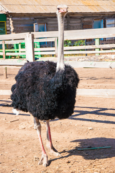 Avestruz africano negro
 - Foto, imagen