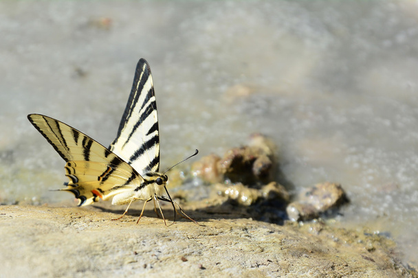 mariposa en la roca - Foto, imagen