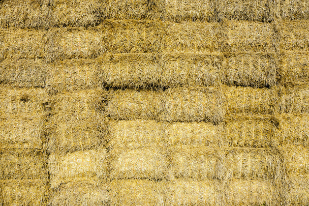 bale of straw in autumn in intensive colors - Photo, Image