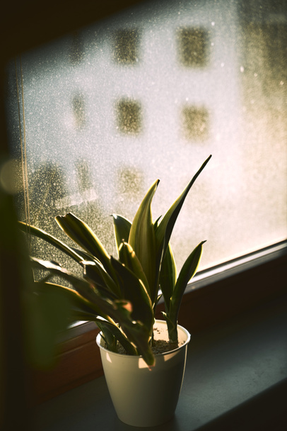 Sansevieria Gold on the window sill during a sunny day. Concept of using house plants in modern interiors. Golden flame succulent. - Fotó, kép