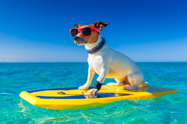 chien surfeur
  - Photo, image