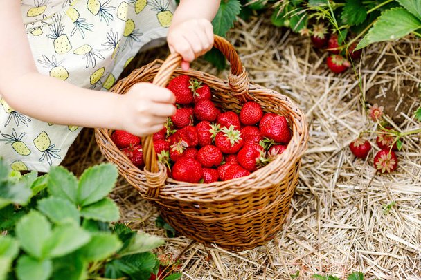 Gros plan d'une petite fille qui cueille et mange des fraises saines dans une ferme de baies biologiques en été, par une journée ensoleillée. L'enfant aide. Enfant sur un champ de fraisiers, baies rouges mûres. - Photo, image