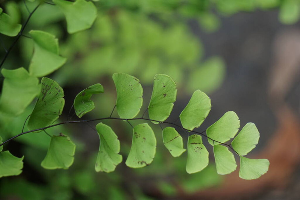 Adiantum raddianum (also called suplir kelor, Delta maidenhair fern) with a natural background. The genus name Adiantum comes from the Greek word "adiantos", meaning "unwetted" - Photo, Image
