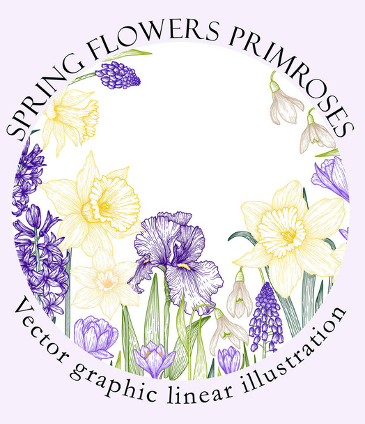  Ilustración vectorial de un marco de flores gráficas lineales de prímulas. Narcisos, lirios, muscari, gotas de nieve, azafrán, jacintos, lirios - Vector, imagen