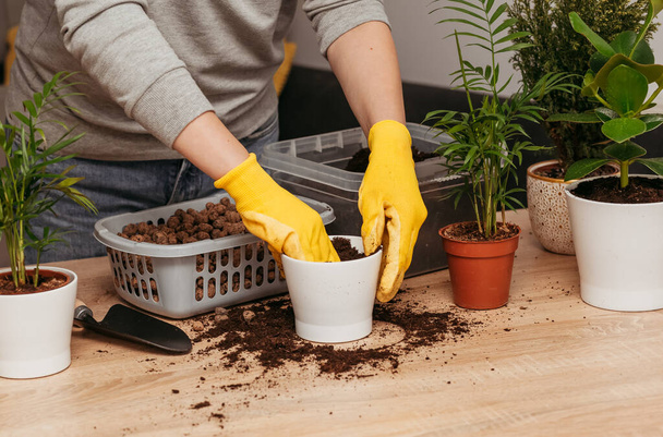 Household chores for transplanting flowers into a new pot. A young girl is engaged in flowers in a bright apartment. - Foto, Bild