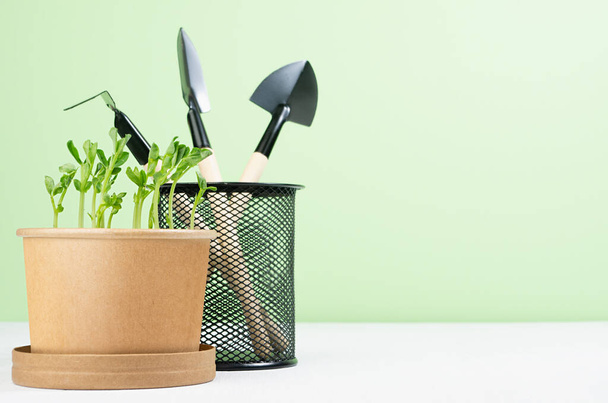 Seedlings peas in pot with gardening equipment on white wood table, green wall, copy space. Earth day background. - 写真・画像