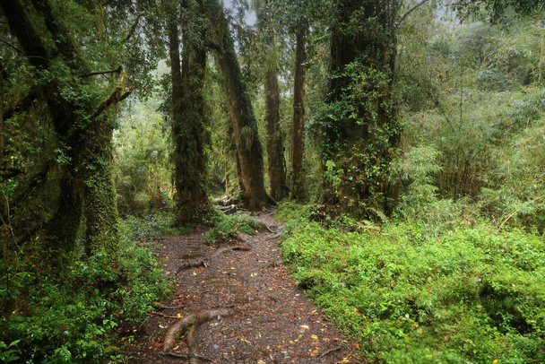 El bosque del Parque Nacional Alerce Andino, Chile - Foto, Imagen