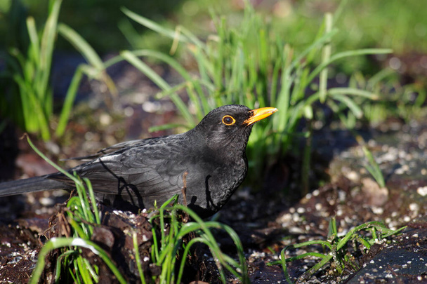 Το αρσενικό κοτσύφι έχει γυαλιστερά μαύρα φτερά και πορτοκαλί ράμφος. - Φωτογραφία, εικόνα