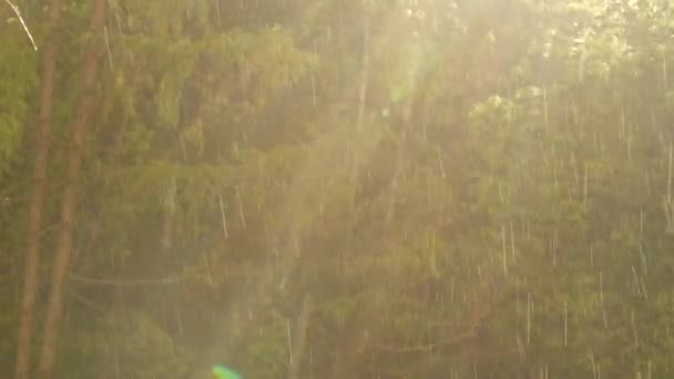 Regendruppels, zonlicht, zonneschijn in het bos. Druppels op regenachtige zonnige dag. Zonneschijn - Video
