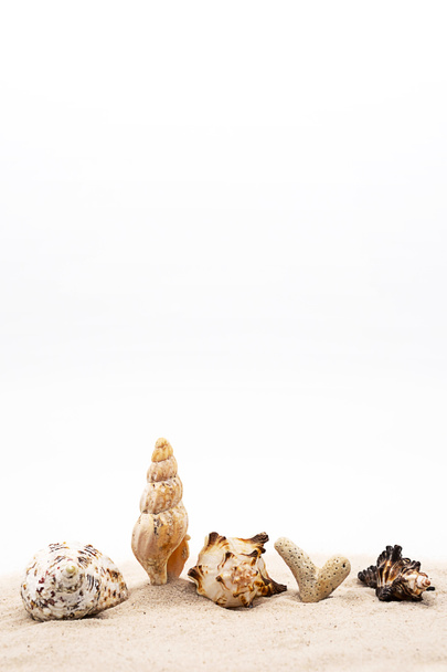 Beautiful seashells on white sands. Creative arrangement of seashells collection. - Φωτογραφία, εικόνα