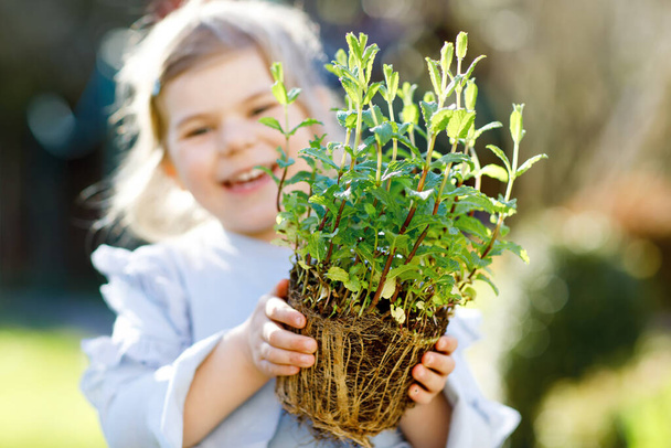 Close-up of little toddler girl holding garden shovel with green plants seedling in hands. Cute child learn gardening, planting and cultivating vegetables herbs in home garden. Ecology, organic food. - Photo, image
