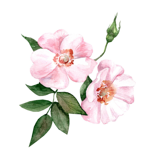 Rosehip branch with pink flowers. Watercolor realistic botanical illustration. Medicinal plants. Spring flowers - 写真・画像