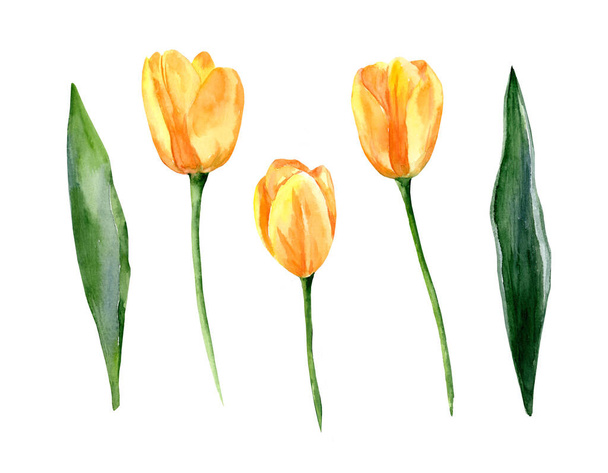 Yellow tulips isolated on white background. Set of watercolor illustrations. Spring, March 8, Mother's Day - Photo, Image