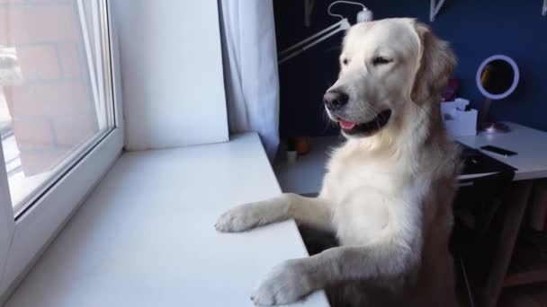 かわいい黄金のレトリバー犬はその後ろの足に立っており、窓の外を見て - 映像、動画
