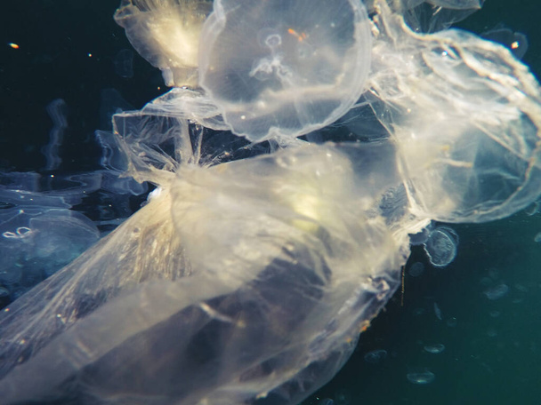 Bolsa de plástico flotante bajo el agua y haciendo peligro para los animales marinos - Foto, imagen