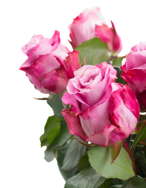 rose flowers close up - Фото, изображение