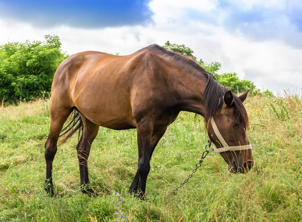Schöner wilder brauner Pferdehengst auf Sommerblumenwiese, Pferd frisst grünes Gras. Pferdehengst mit langer Mähne im Stehen. Pferdehengst im Freien, Großpferde im Freien. - Foto, Bild
