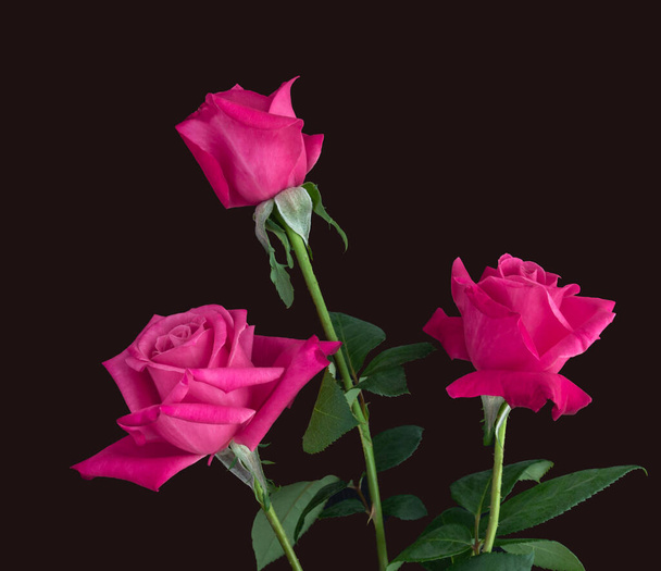 trzy jasne różowe róże, w pozycji pionowej, na łodygach z zielonymi liśćmi, są w centrum, na czarnym tle - Zdjęcie, obraz