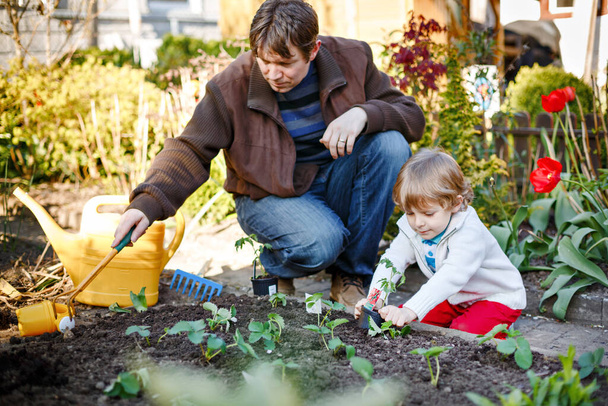Little boy and father planting seeds and strawberry and tomato seedlings in vegetable garden, outdoors. Happy preschool child, cute son and dad doing spring activities together. Family in love. - 写真・画像