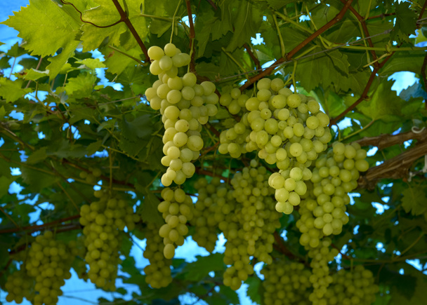 grappoli di uva verde in vigna pronti per la vendemmia su fondo blu - Foto, immagini
