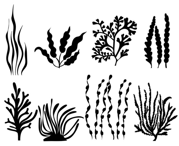 conjunto de algas silhueta, sobre fundo branco, vetor - Vetor, Imagem