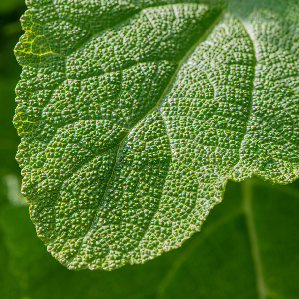 Textured surface of a green leaf of a plant, close-up. Natural background. - Zdjęcie, obraz