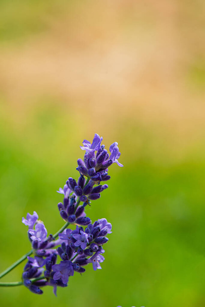 Blooming purple lavender flowers, close-up. Natural background. Cover. - Photo, image