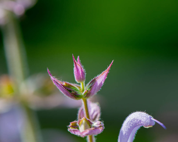 Flowering sage plant on a green background. Spring season. - Photo, image